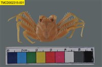 藏品(裸掌盾牌蟹)的圖片